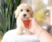 Wonka, a male Maltipoo for sale in Newberry, SC – Photo 3 of 3