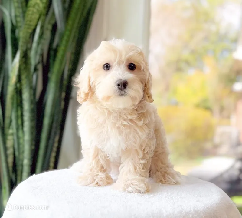 Wonka – Maltipoo puppy for sale in Newberry, SC