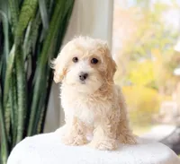 Wonka, a male Maltipoo for sale in Newberry, SC – Photo 2 of 3