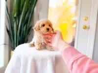 Yeti, a male Maltipoo for sale in Newberry, SC – Photo 1 of 6