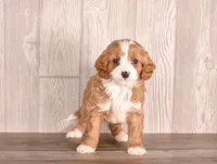 Bounty, a  Cavapoo for sale in Newberry, SC – Photo 2 of 3