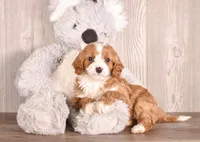 Bounty, a  Cavapoo for sale in Newberry, SC – Photo 3 of 3