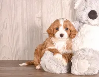 Bounty, a  Cavapoo for sale in Newberry, SC – Photo 1 of 3