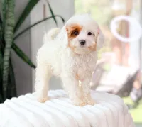 Faye, a female Cavapoo for sale in Newberry, SC – 3 of 3