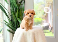 Vito, a male Maltipoo for sale in Newberry, SC – 2 of 4