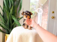 Nyla, a female Yorkshire Terrier for sale in Newberry, SC – 3 of 4
