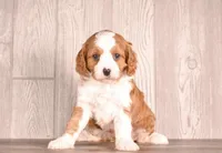 Dora, a female Cavapoo for sale in Newberry, SC – Photo 2 of 3