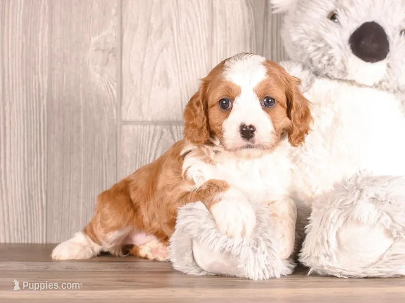 Dora, a female Cavapoo for sale in Newberry, SC – Photo 1 of 3
