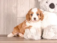 Dora, a female Cavapoo for sale in Newberry, SC – Photo 1 of 3