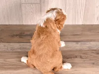 Dora, a female Cavapoo for sale in Newberry, SC – Photo 3 of 3