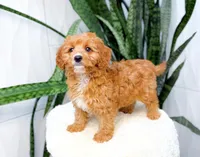 Brad, a male Cavapoo for sale in Newberry, SC – 3 of 3