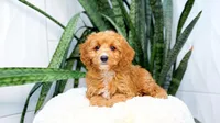 Brad, a male Cavapoo for sale in Newberry, SC – 2 of 3