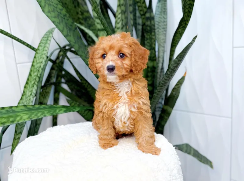 Brad – Cavapoo puppy for sale in Newberry, SC