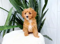 Brad, a male Cavapoo for sale in Newberry, SC – 1 of 3