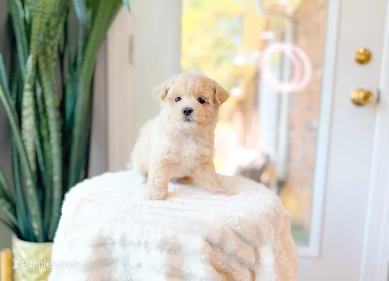 Colette – Maltipoo puppy for sale in Newberry, SC