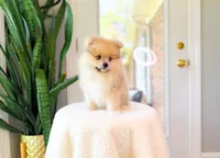 Russ, a male Pomeranian for sale in Newberry, SC – 2 of 5