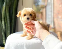 Monkey, a male Maltipoo for sale in Newberry, SC – Photo 1 of 3