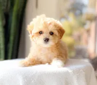 Munch, a male Maltipoo for sale in Newberry, SC – Photo 3 of 3