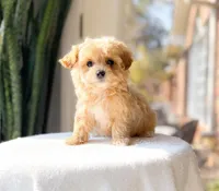 Monkey, a male Maltipoo for sale in Newberry, SC – Photo 3 of 3