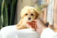 Munch, a male Maltipoo for sale in Newberry, SC – Photo 2 of 3