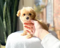 Monkey, a male Maltipoo for sale in Newberry, SC – Photo 2 of 3