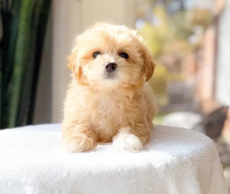 Munch – Maltipoo puppy for sale in Newberry, SC
