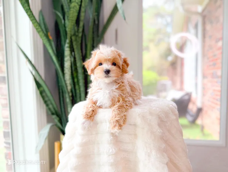Cub – Maltipoo puppy for sale in Newberry, SC