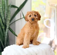 Xander, a male Cavapoo for sale in Newberry, SC – 3 of 3