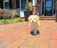 Miso, a male Maltipoo for sale in Newberry, SC – 2 of 3