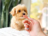 Moxie, a female Maltipoo for sale in Newberry, SC – Photo 2 of 3