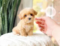 Moxie, a female Maltipoo for sale in Newberry, SC – Photo 3 of 3