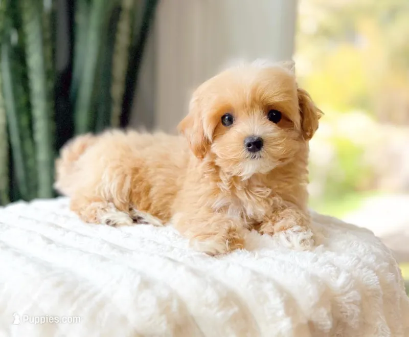 Moxie – Maltipoo puppy for sale in Newberry, SC