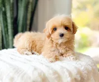 Moxie, a female Maltipoo for sale in Newberry, SC – Photo 1 of 3