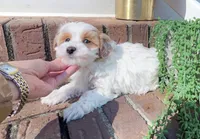 Xabi, a male Maltipoo for sale in Newberry, SC – Photo 3 of 3