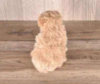 Yellowstone, a male Maltipoo for sale in Newberry, SC – Photo 2 of 3