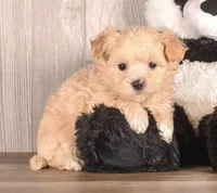 Aaron, a male Maltipoo for sale in Newberry, SC – Photo 1 of 2