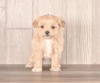 Yellowstone, a male Maltipoo for sale in Newberry, SC – Photo 1 of 3