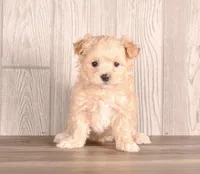 Aaron, a male Maltipoo for sale in Newberry, SC – Photo 2 of 2