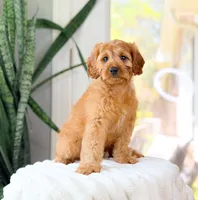 Xander, a male Cavapoo for sale in Newberry, SC – 2 of 3