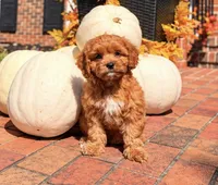 Leilani, a female Cavapoo for sale in Newberry, SC – 1 of 3