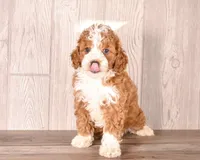 George, a male Cavapoo for sale in Newberry, SC – 1 of 3