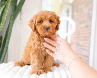 Talia, a female Cavapoo for sale in Newberry, SC – 3 of 3