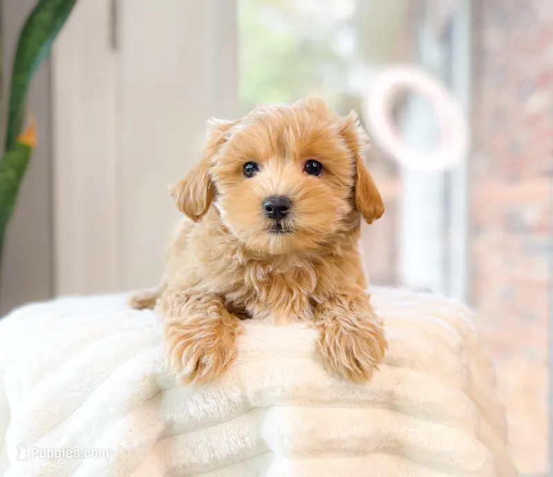 Duke – Maltipoo puppy for sale in Newberry, SC