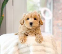 Duke, a male Maltipoo for sale in Newberry, SC – 1 of 2