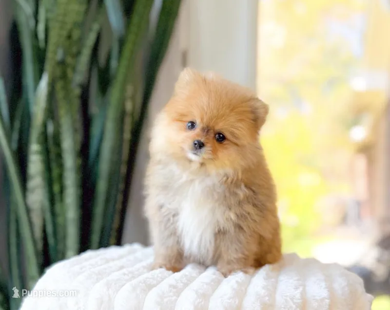 Roxy – Pomeranian puppy for sale in Newberry, SC