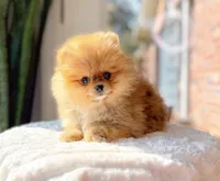 Roxy, a female Pomeranian for sale in Newberry, SC – Photo 2 of 3