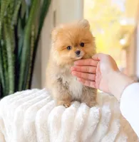 Roxy, a female Pomeranian for sale in Newberry, SC – Photo 3 of 3