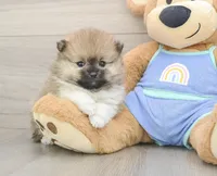 Dax, a male Pomeranian for sale in Newberry, SC – 3 of 3