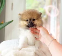 Dax, a male Pomeranian for sale in Newberry, SC – 2 of 3