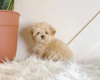 Sosa, a female Maltipoo for sale in Newberry, SC – Photo 3 of 3